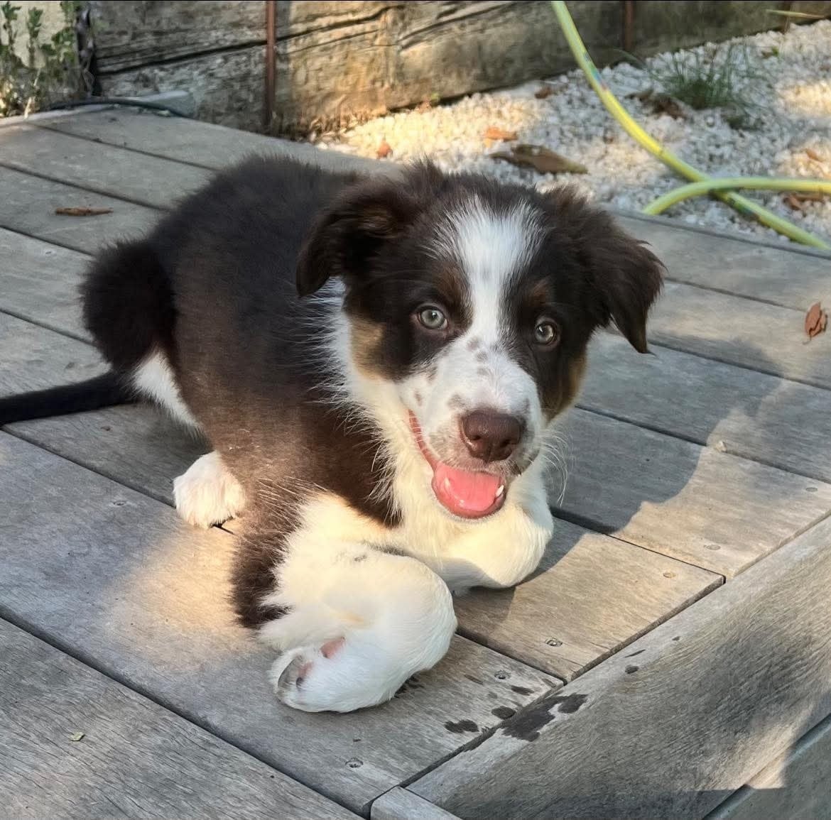 Asko des Crocs de Provence