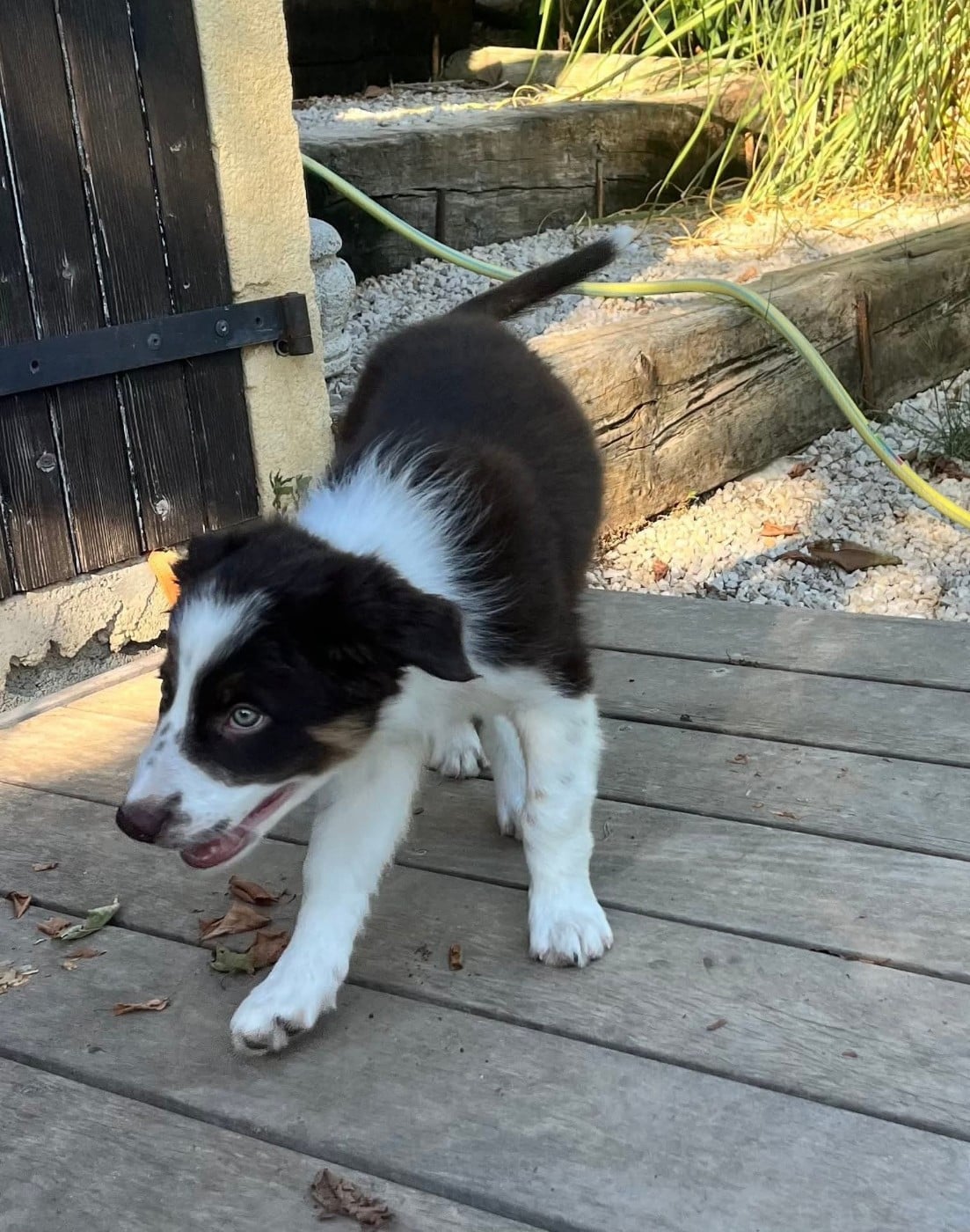 Asko des Crocs de Provence