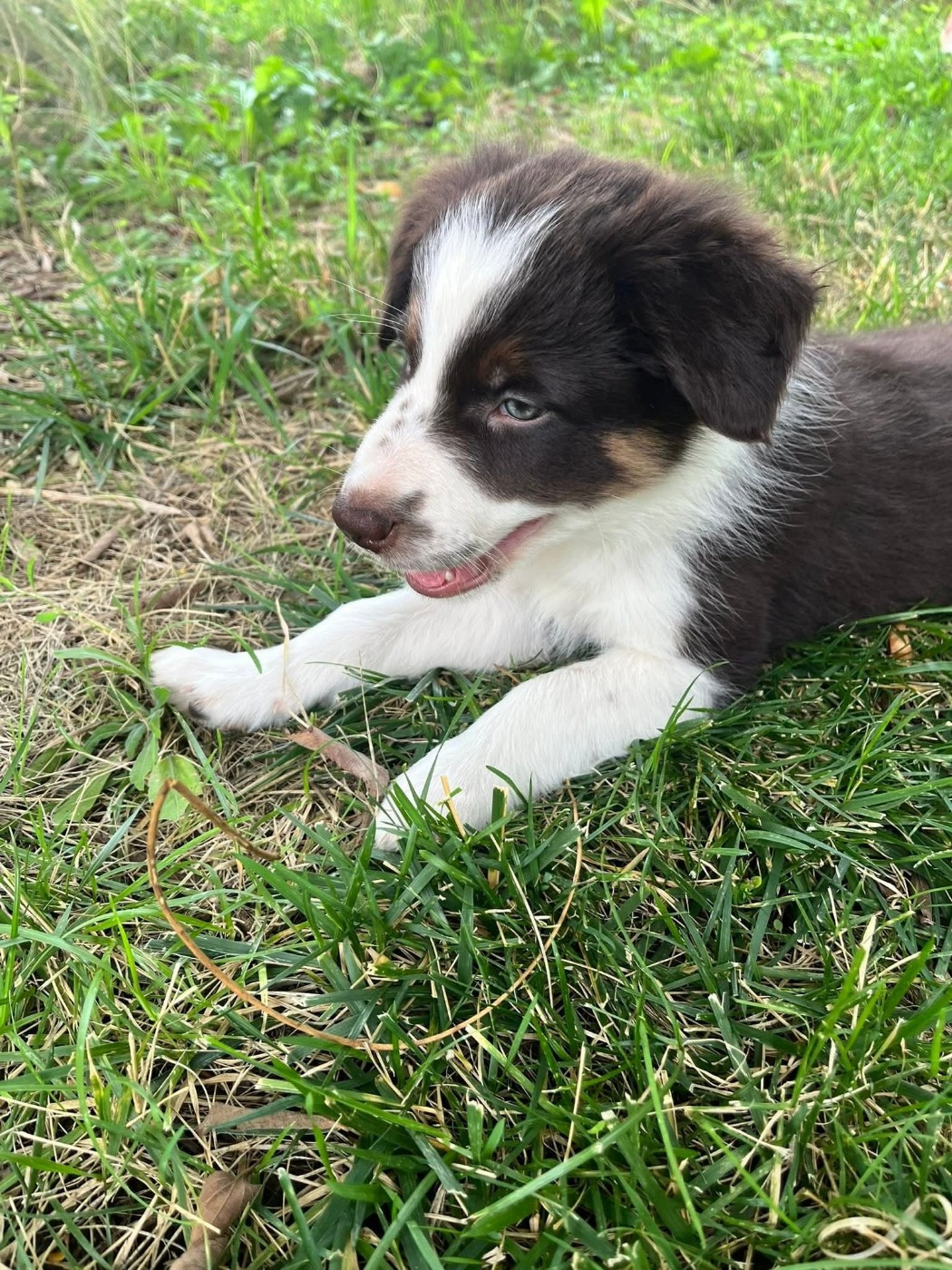 Asko des Crocs de Provence