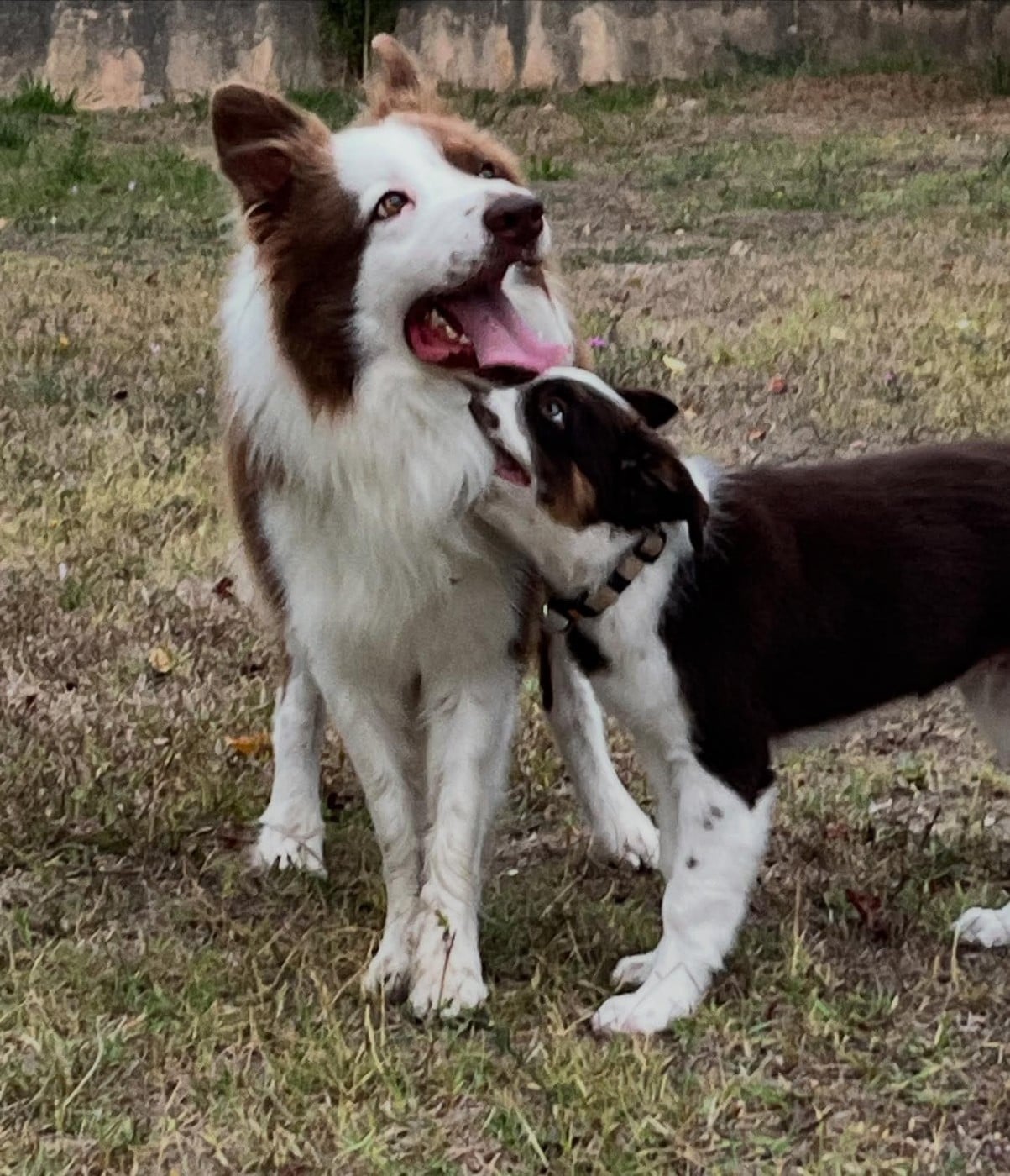 Asko des Crocs de Provence