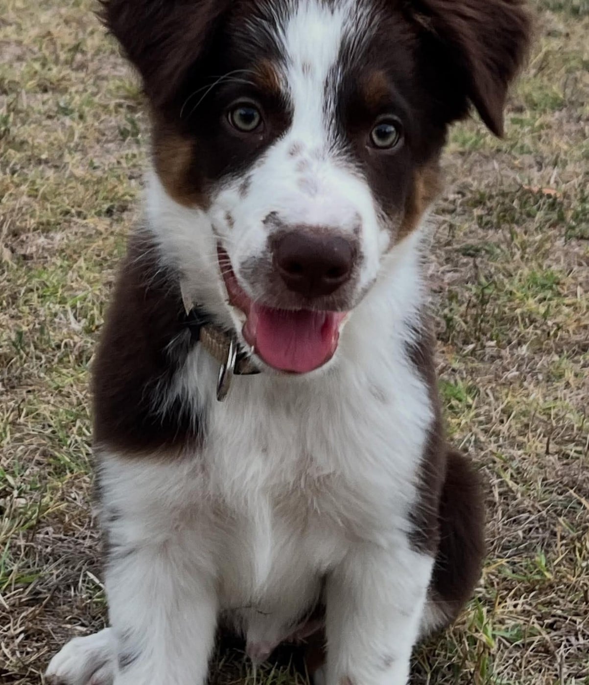 Asko des Crocs de Provence