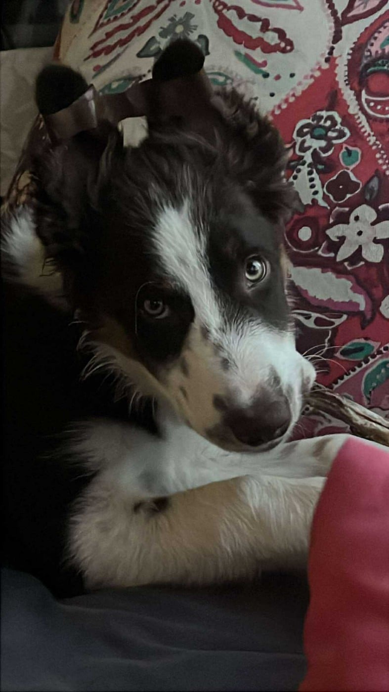 Asko des Crocs de Provence