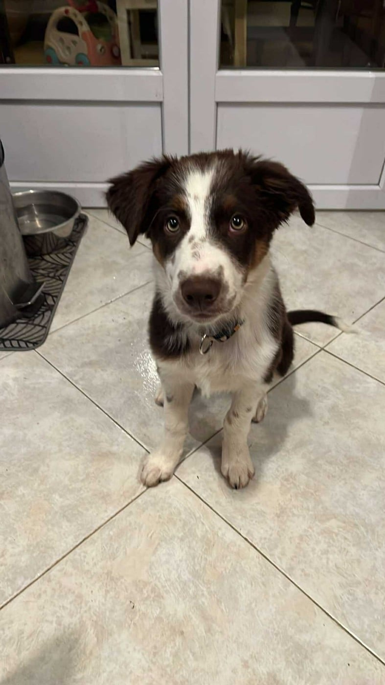 Asko des Crocs de Provence