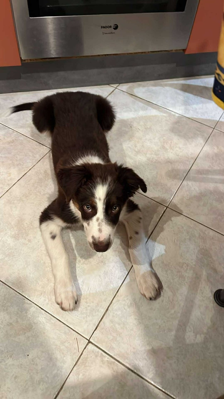 Asko des Crocs de Provence