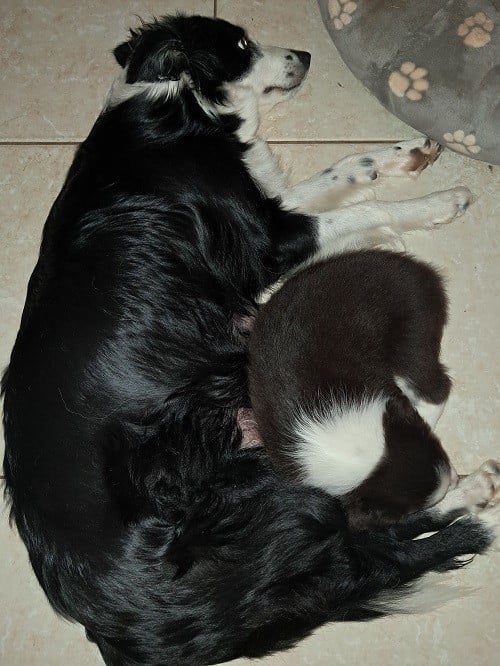 Asko des Crocs de Provence