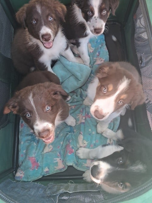 Asko des Crocs de Provence