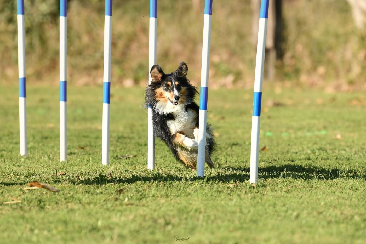 Uria brune des Crocs de Provence