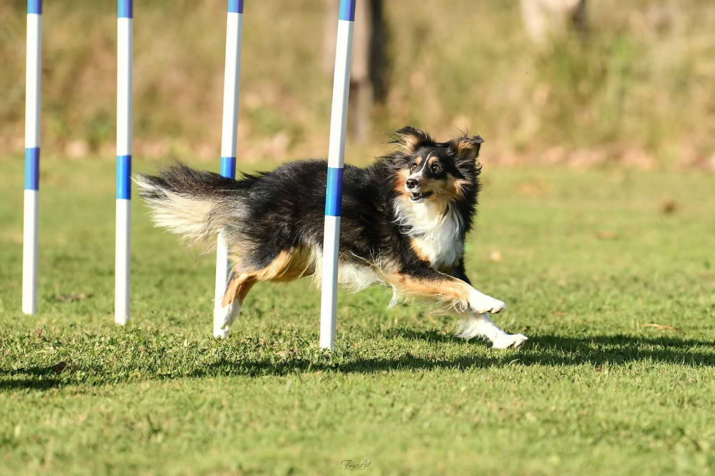 Uria brune des Crocs de Provence