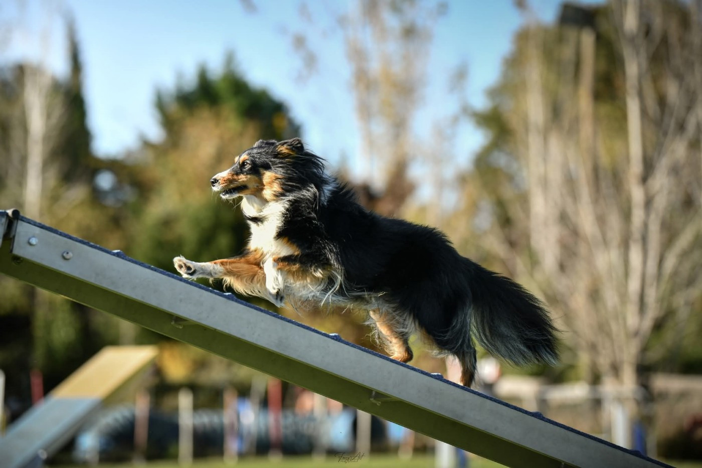 Uria brune des Crocs de Provence