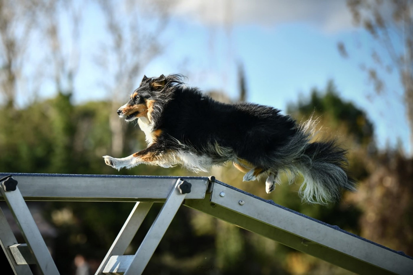 Uria brune des Crocs de Provence
