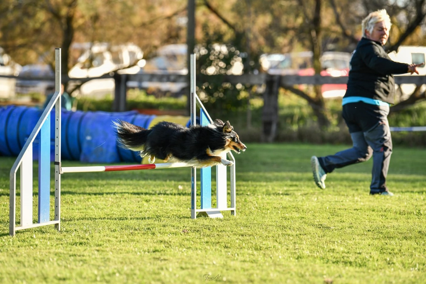 Uria brune des Crocs de Provence