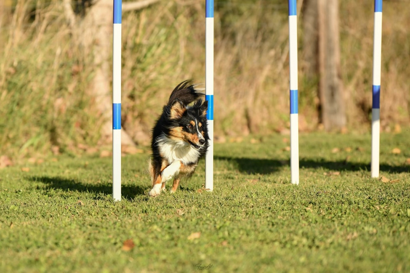 Uria brune des Crocs de Provence
