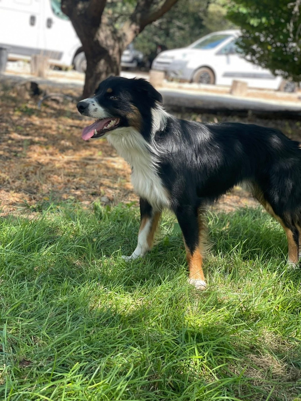 Venom ofgod hades des Crocs de Provence