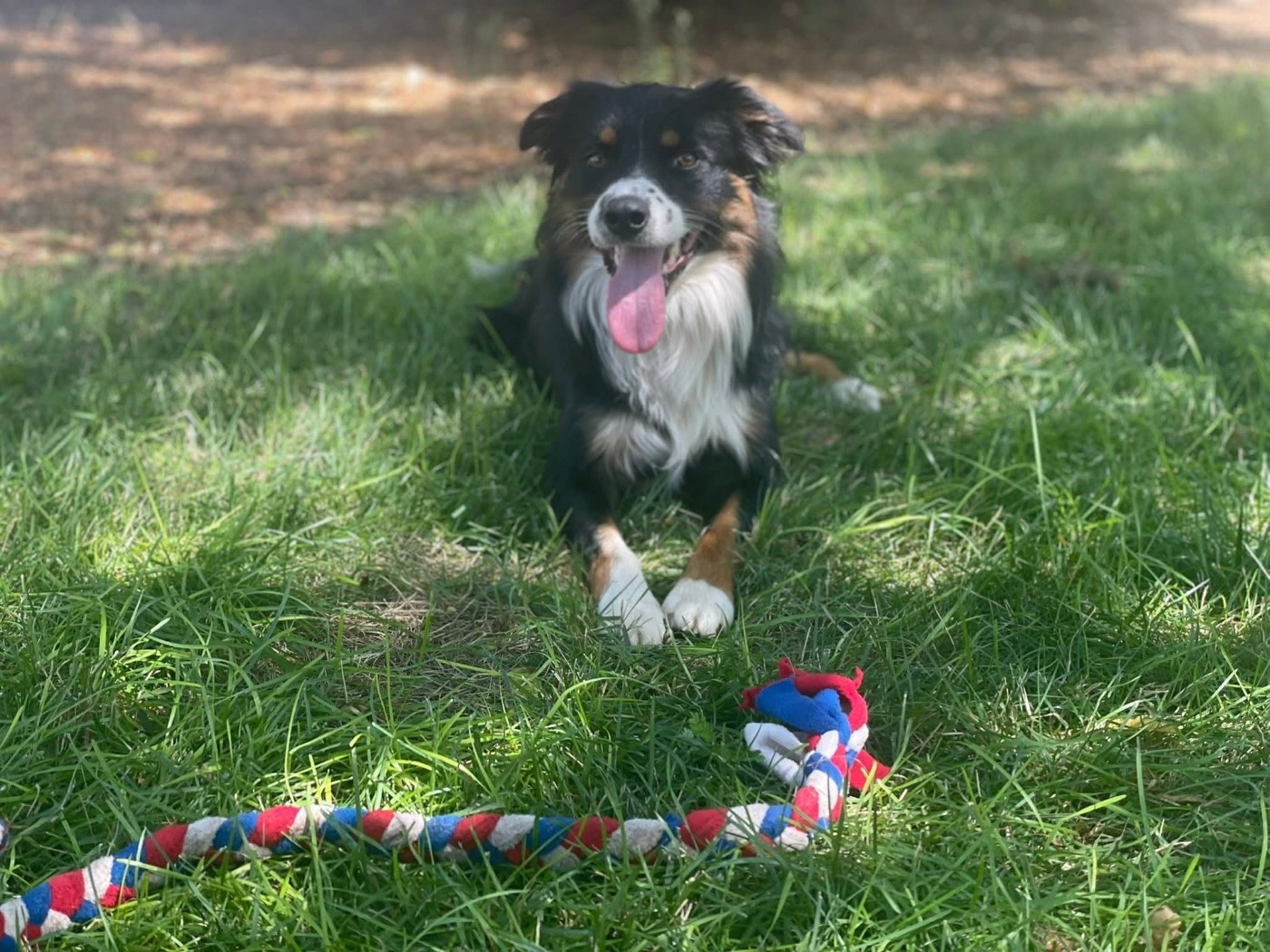 Venom ofgod hades des Crocs de Provence