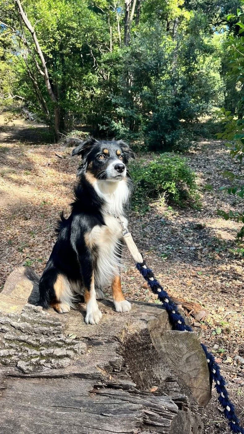 Venom ofgod hades des Crocs de Provence