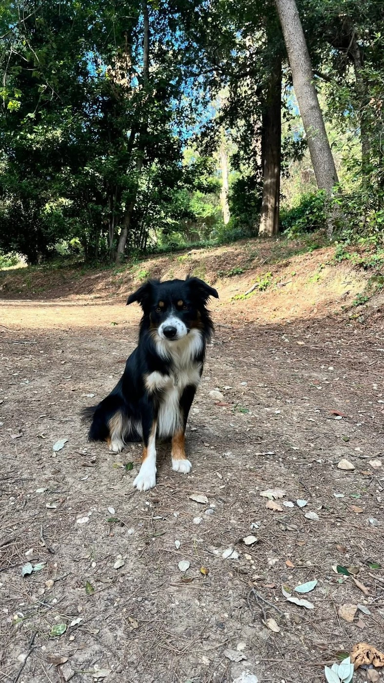Venom ofgod hades des Crocs de Provence