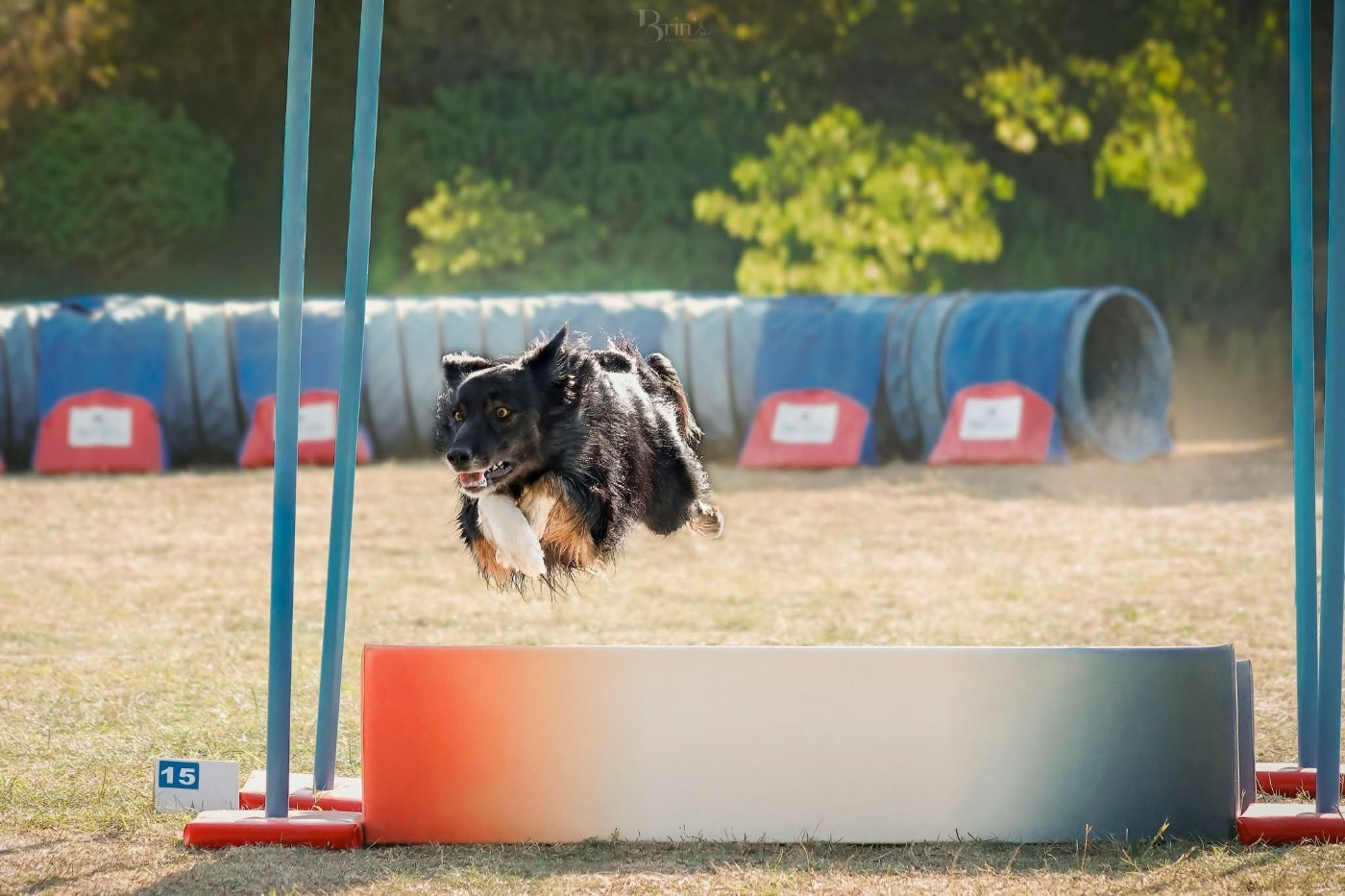 Ukiyo des Crocs de Provence