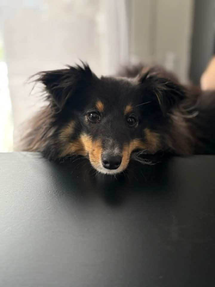 Vicky brune des Crocs de Provence