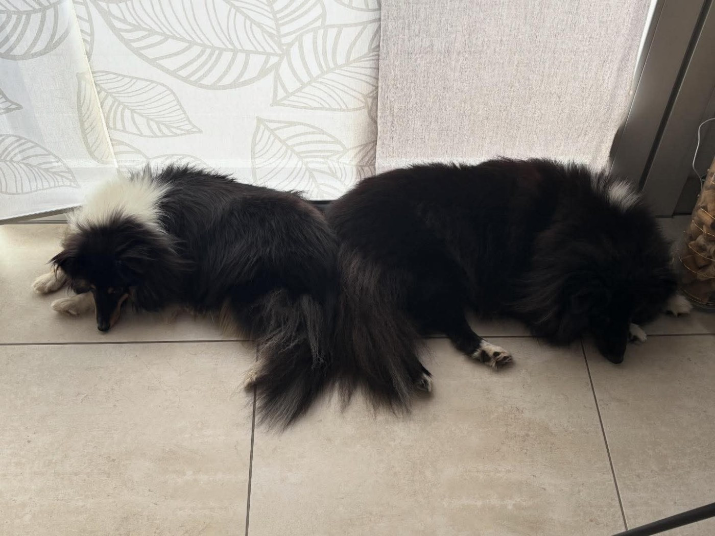 Vicky brune des Crocs de Provence