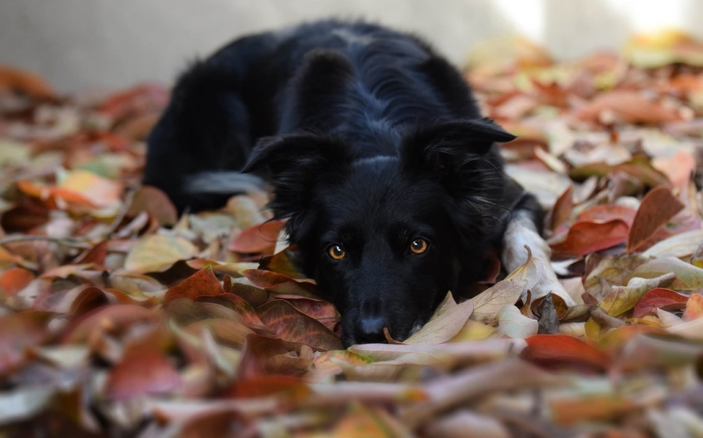 Oxy'black diamond des Crocs de Provence