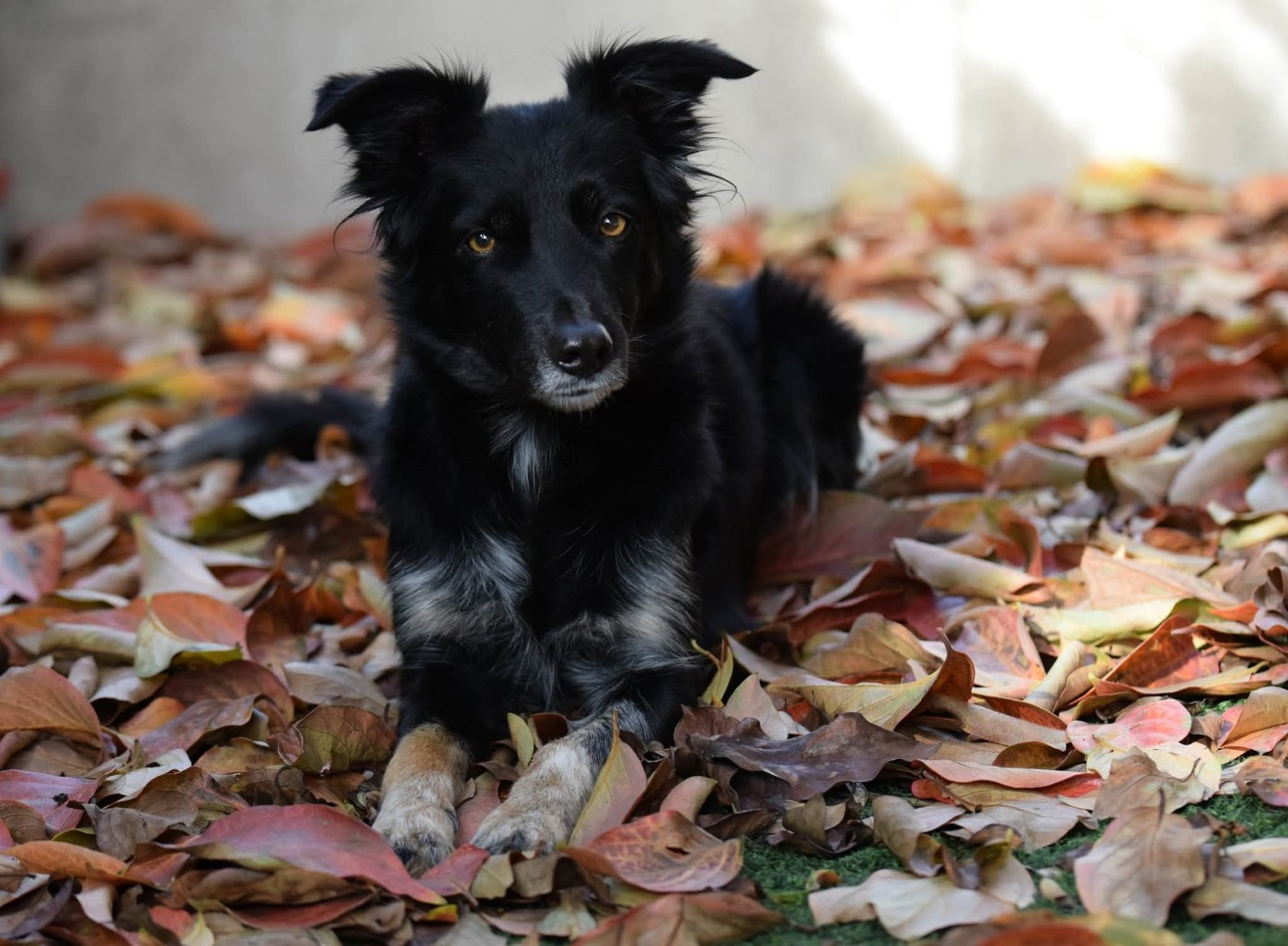 Oxy'black diamond des Crocs de Provence