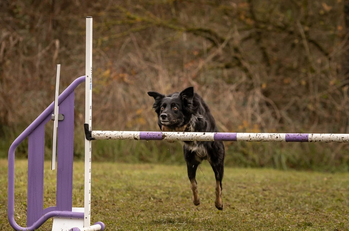 Oxy'black diamond des Crocs de Provence