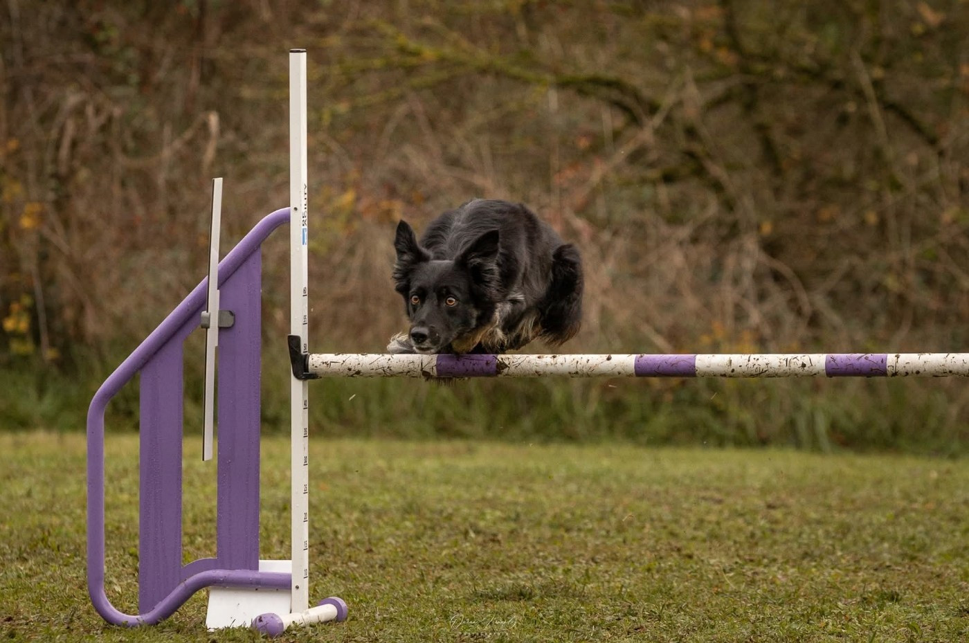 Oxy'black diamond des Crocs de Provence