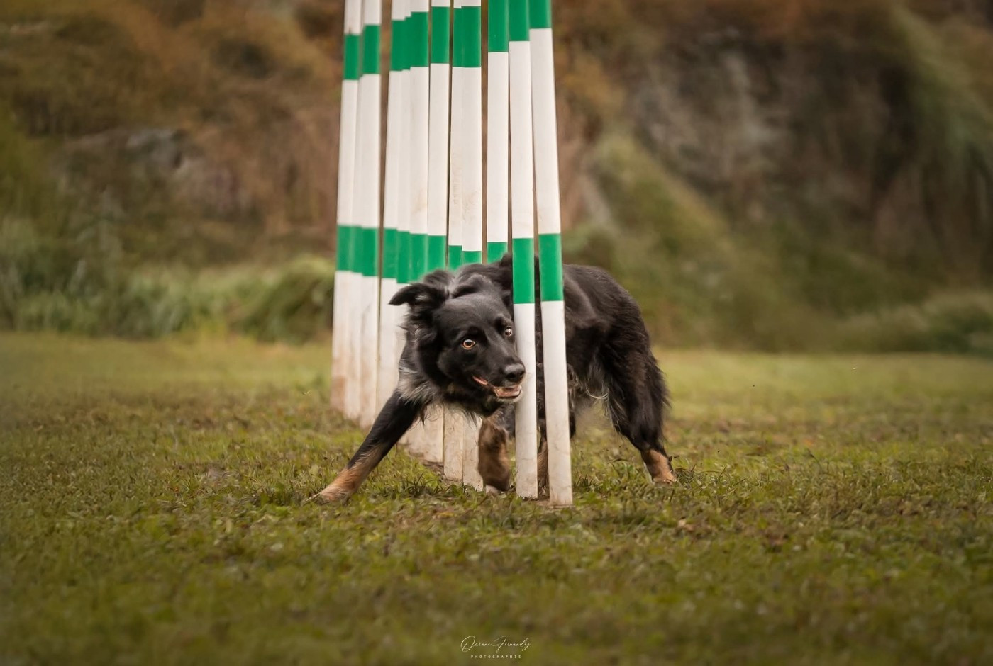 Oxy'black diamond des Crocs de Provence