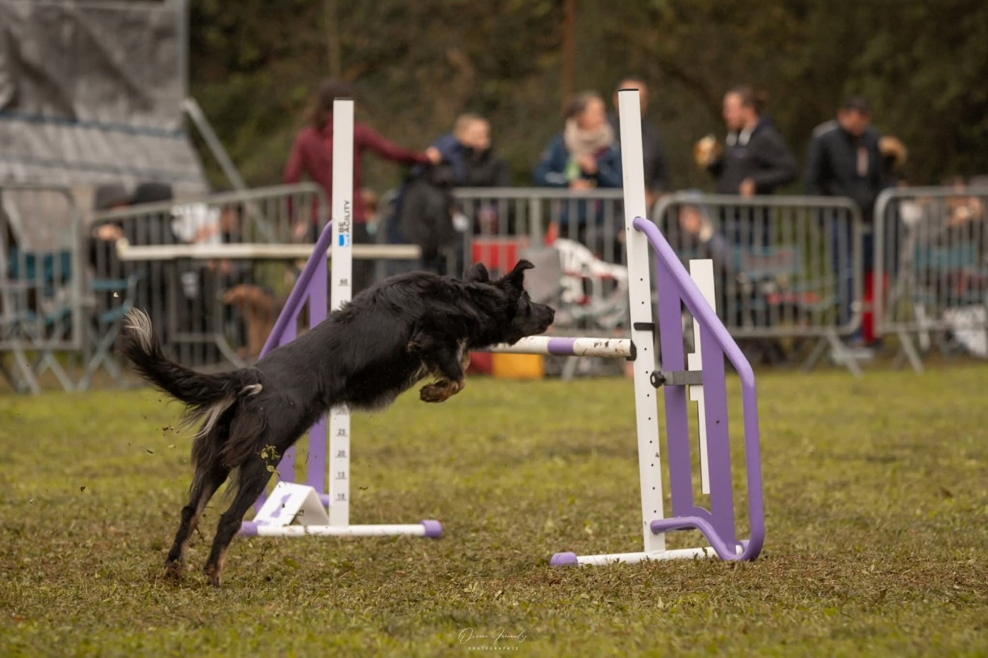 Oxy'black diamond des Crocs de Provence