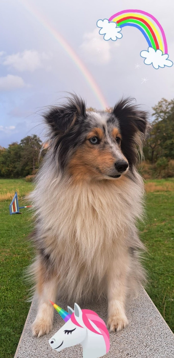 Osanna blue des Crocs de Provence