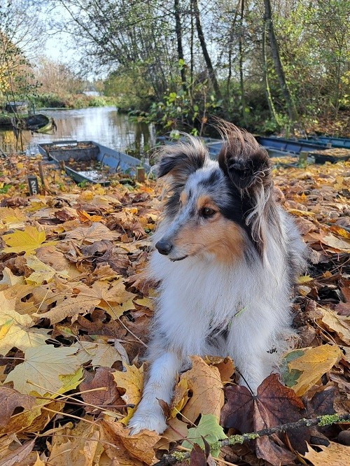 Osanna blue des Crocs de Provence