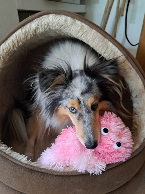 Osanna blue des Crocs de Provence