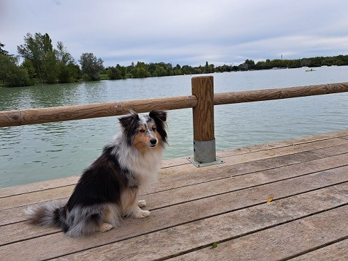 Osanna blue des Crocs de Provence