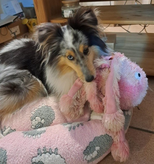 Osanna blue des Crocs de Provence