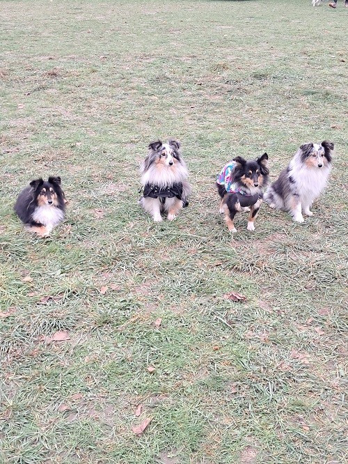 CH. Maenerys khaleesi story la bleue du grain de soleil