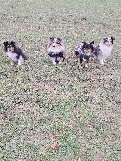 CH. Maenerys khaleesi story la bleue du grain de soleil