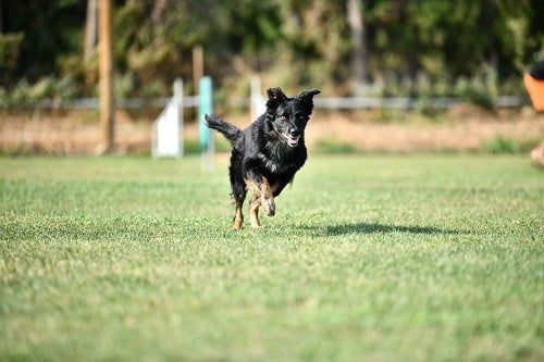 Rage against the machine des Crocs de Provence