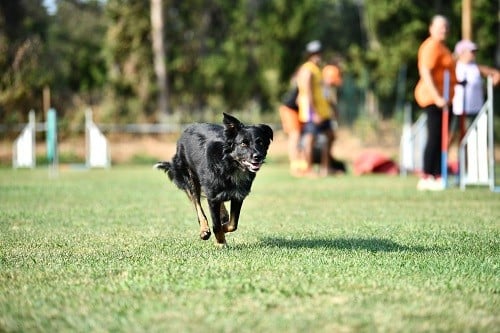 Rage against the machine des Crocs de Provence