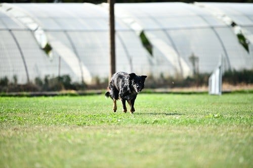 Rage against the machine des Crocs de Provence
