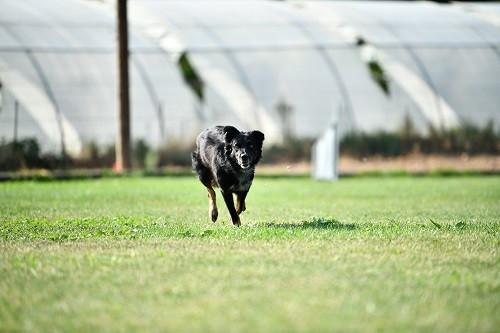 Rage against the machine des Crocs de Provence