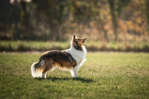 Vakanda la légende sioux dorée des Crocs de Provence