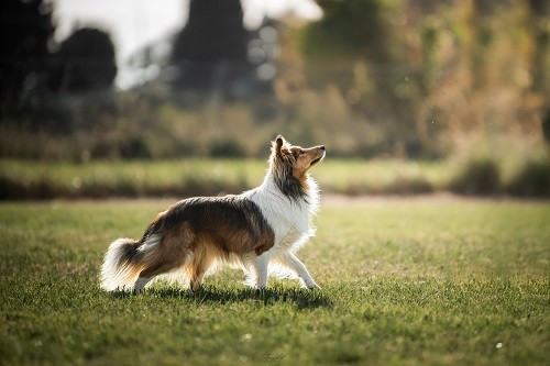 Vakanda la légende sioux dorée des Crocs de Provence