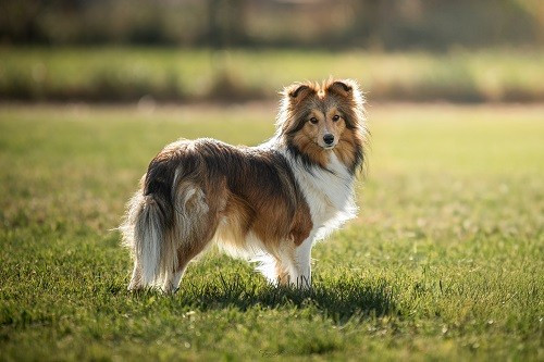 Vakanda la légende sioux dorée des Crocs de Provence