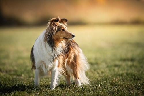 Vakanda la légende sioux dorée des Crocs de Provence