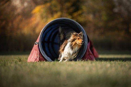 Vakanda la légende sioux dorée des Crocs de Provence