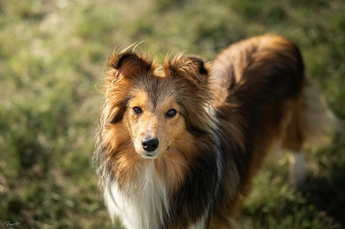 Vakanda la légende sioux dorée des Crocs de Provence