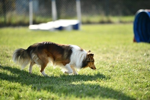 Vakanda la légende sioux dorée des Crocs de Provence