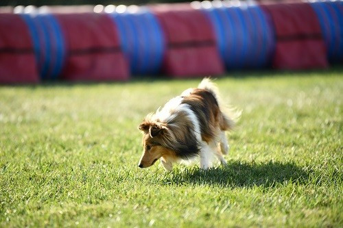 Vakanda la légende sioux dorée des Crocs de Provence