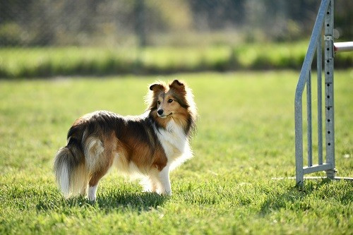 Vakanda la légende sioux dorée des Crocs de Provence