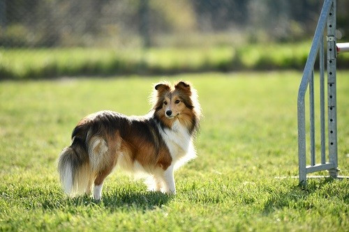 Vakanda la légende sioux dorée des Crocs de Provence